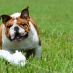 Lure coursing - english bulldog running a lure course