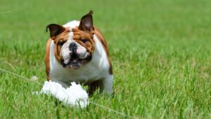 Lure coursing - english bulldog running a lure course