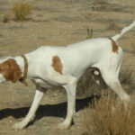 Pointer in the field