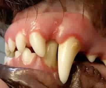 A dog with a mouth full of teeth.
