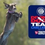 AKC Diving Dogs Team Challenge