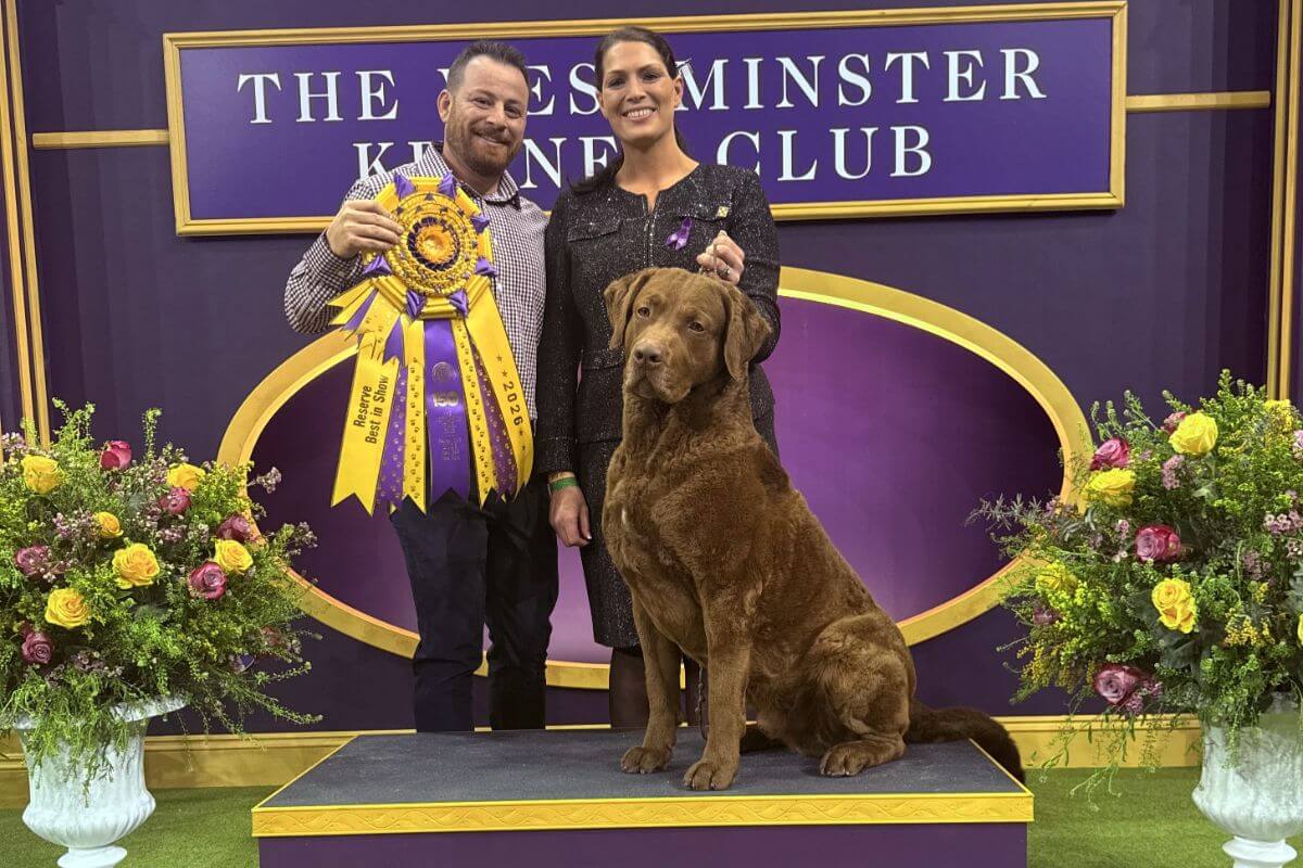 Next Generations Chesapeake Bay Retriever winning reserve best in show at the 150th Westminster Kennel Club dog show
