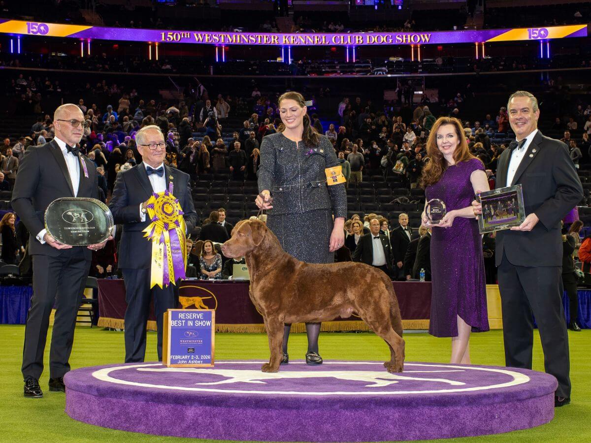 Next Generations Chesapeake Bay Retrievers winning reserve best in show at the 150th Westminster Kennel Club dog show