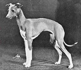 Italian Greyhound Ch. Tamoretta Tailormade, standing in the breed-typical position “under himself” due to very specific conformation, notably, general proportions equal to or slightly less long than tall, a loin slightly arched, and a croup very sloping. This is how an ETT should NOT look when standing.
