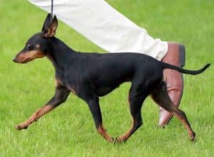 English Toy Terrier Cheyenne Falls, from the Witchstone kennel. This illustrates the sort of movement “akin to the extended trot” we should expect from this breed. Presented by Nick Gourley, bred by himself and Andy Leonard.