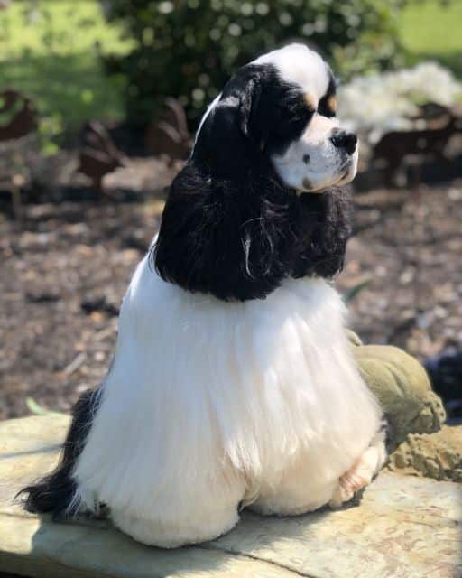 Cocker Spaniel