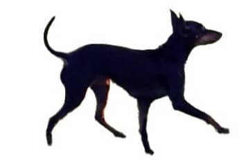 Toy Manchester Terrier ilustration