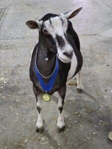 Goat_1