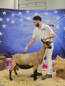 Goat_3