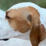 Burlington Wisconsin Kennel Club 2026 Dog Show