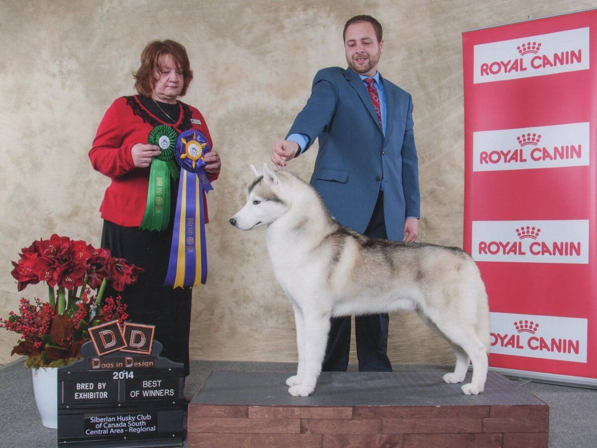 Tim Terella | Snoebear Siberian Huskies