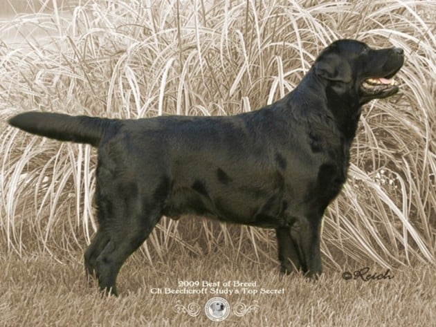 Labrador Retriever