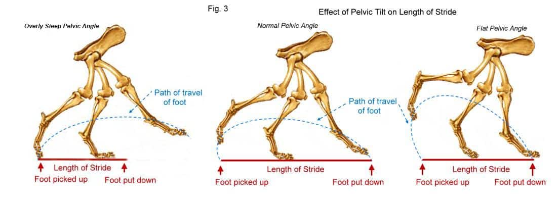 Author’s edit of Marg Brown’s illustration, including the third possibility of an overly sloping croup, common in the ETT.