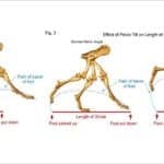 Author’s edit of Marg Brown’s illustration, including the third possibility of an overly sloping croup, common in the ETT.