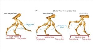 Author’s edit of Marg Brown’s illustration, including the third possibility of an overly sloping croup, common in the ETT.