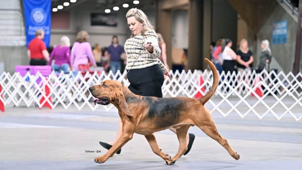 Natalie Lewis with her Bloodhound at a dog show