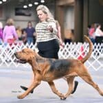 Natalie Lewis with her Bloodhound at a dog show