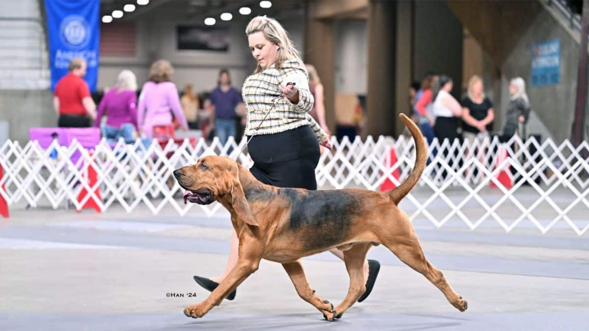 Natalie Lewis with her Bloodhound at a dog show