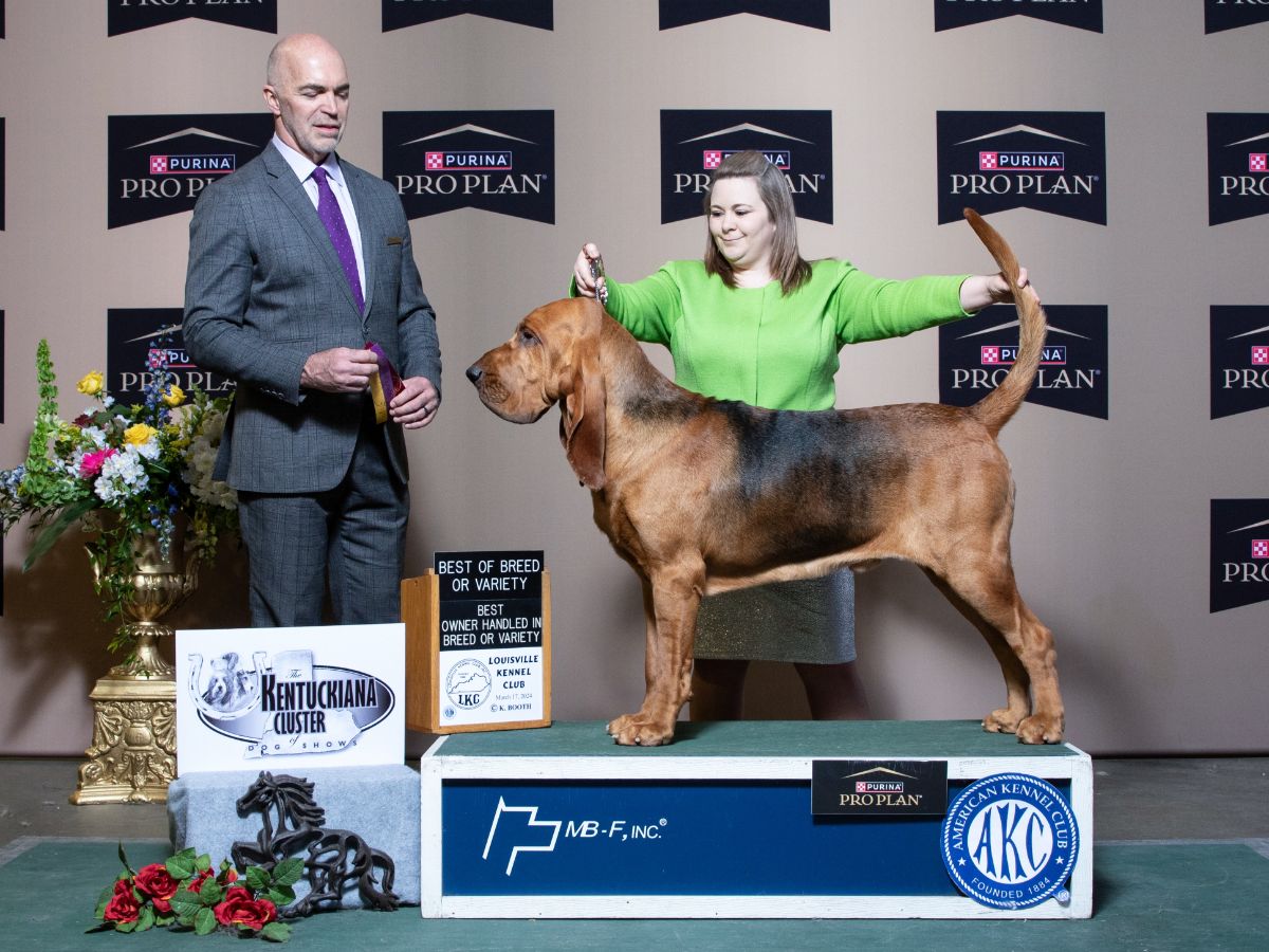 Natalie Lewis with her Bloodhound at a dog show