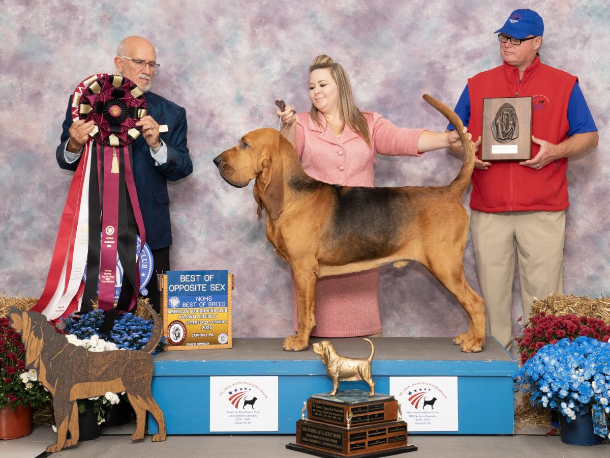 Natalie Lewis with her Bloodhound at a dog show