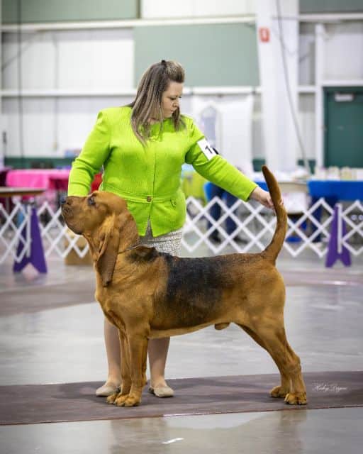 Natalie Lewis with her Bloodhound at a dog show