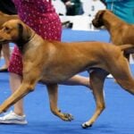 Rhodesian Ridgeback Cropped Head up SSRRC Regional 2024