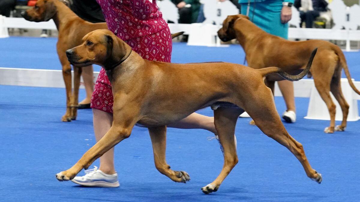 Rhodesian Ridgeback Cropped Head up SSRRC Regional 2024
