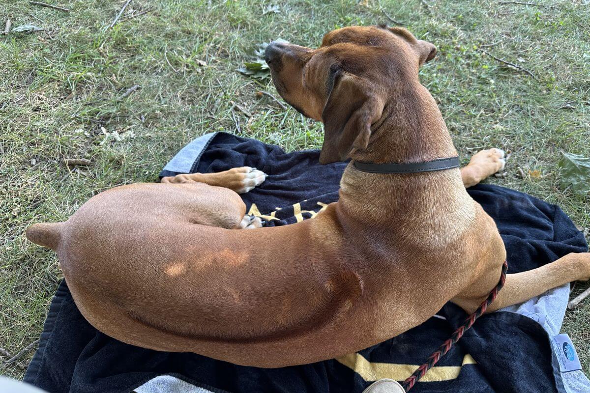 Rhodesian Ridgeback lying on the ground