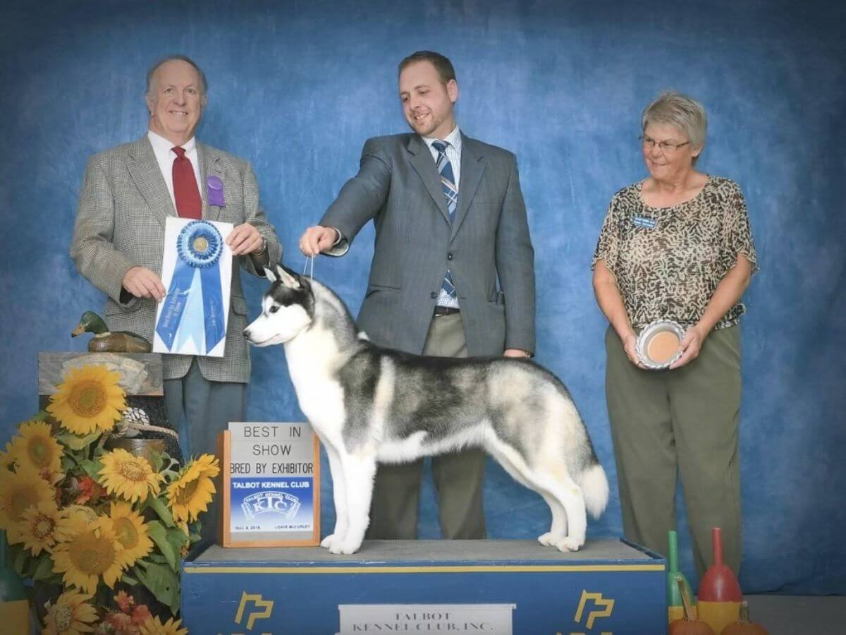 Tim Terella | Snoebear Siberian Huskies