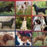 Sporting Group dogs photo collage