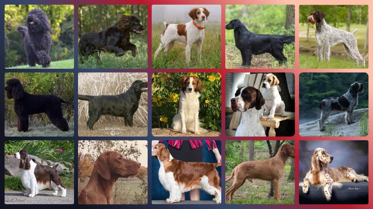Sporting Group dogs photo collage