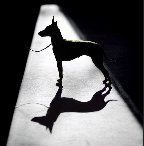 Bonwild Black Magic Woman, the most-winning ETT across the world in the history of the breed, presented here by Amanda Kelly, bred by Sari Laitinen.