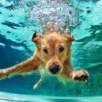 Underwater funny photo of golden labrador retriever puppy in swimming pool play with fun - jumping, diving deep down.