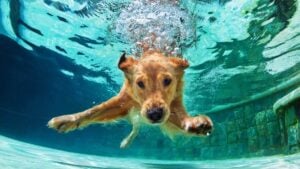 Underwater photo of a Golden Retriever puppy in a swimming pool, diving deep down.