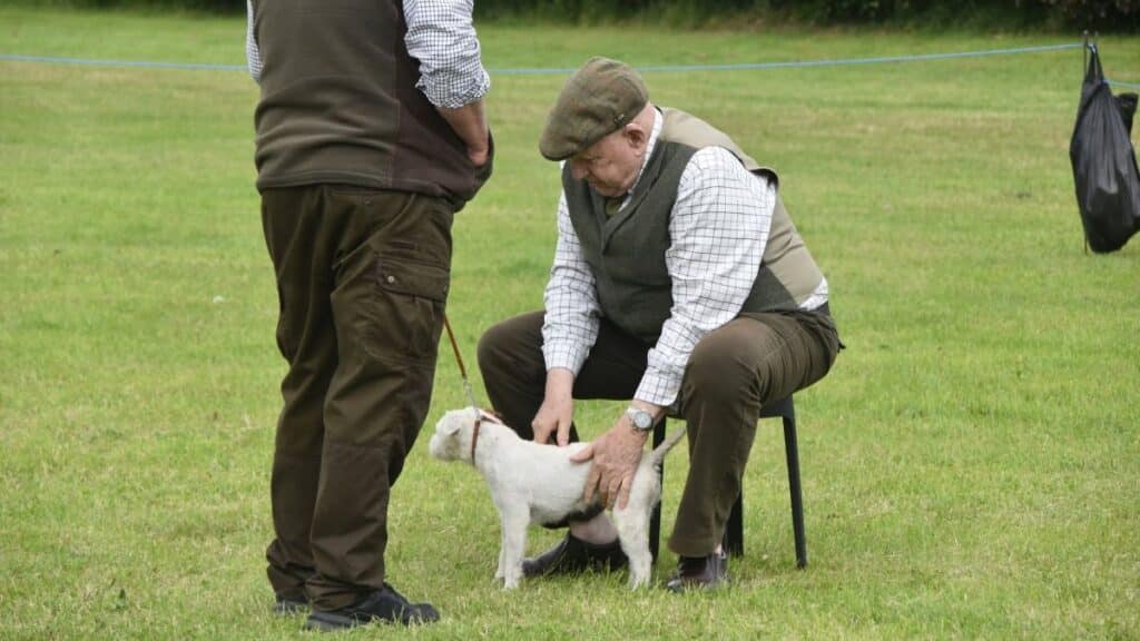 Conformation classes at Terrier Trials are traditionally judged with the dogs on the ground (where any good terrier belongs). Spanning is almost mandatory, and an individual dog may be spanned several times during the judging process. The judge stands up to watch movement coming and going, and remains standing, watching the dog go once around. Since most of the dogs are not trained for show, movement takes some doing, but the up-close, hands-on, individual examination gives one a lot more information than any other form of judging. (It also says a bit about temperament… for better or for worse.)