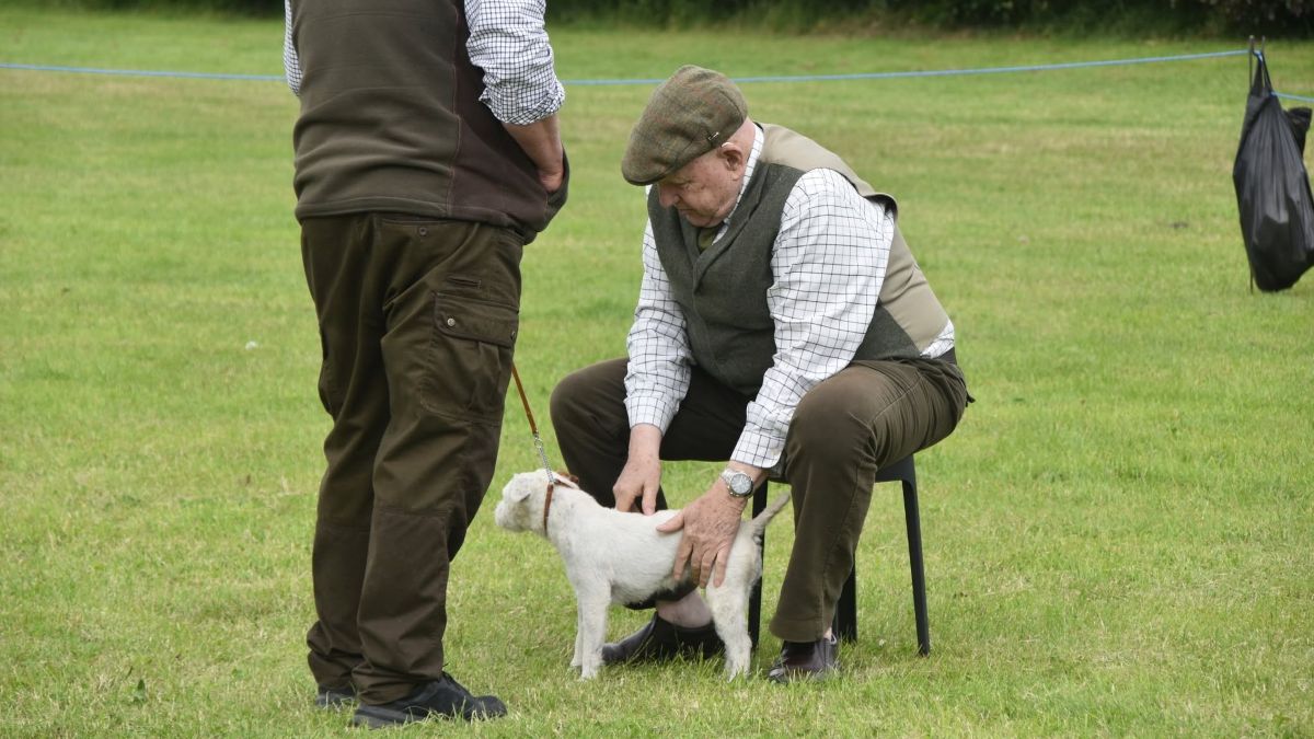 Conformation classes at Terrier Trials are traditionally judged with the dogs on the ground (where any good terrier belongs). Spanning is almost mandatory, and an individual dog may be spanned several times during the judging process. The judge stands up to watch movement coming and going, and remains standing, watching the dog go once around. Since most of the dogs are not trained for show, movement takes some doing, but the up-close, hands-on, individual examination gives one a lot more information than any other form of judging. (It also says a bit about temperament… for better or for worse.)