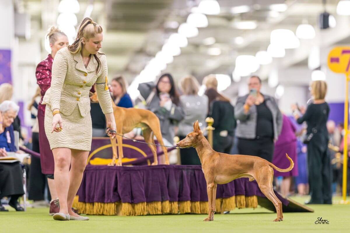 Adrianna Melody Vozza with her Cirneco dell’Etna at a dog show