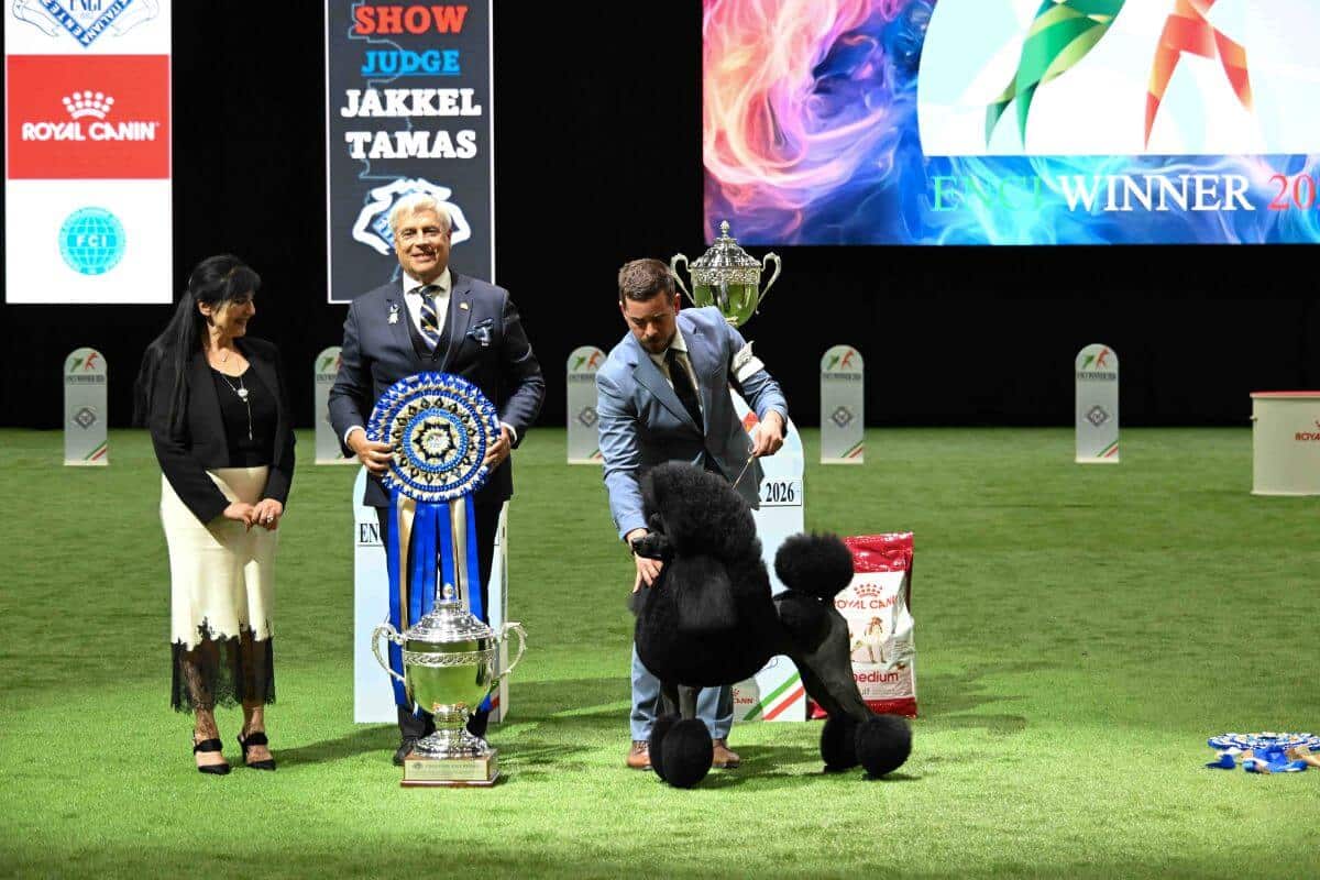 Best in Show ENCI Winner Show: Standard Poodle CH Tarquin You’re Being Too Lou