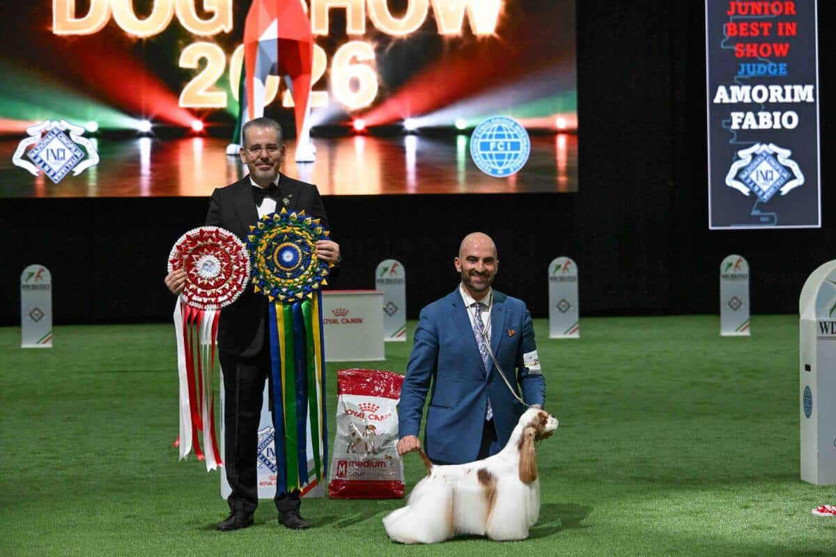Best in Show Junior: (American) Cocker Spaniel Over The Moonlight Pasqualino 7 Bellezze