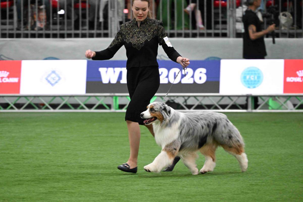 Australian Shepherd Brighttouch If You Want More (Russia) Owner: Larisa Kozlova