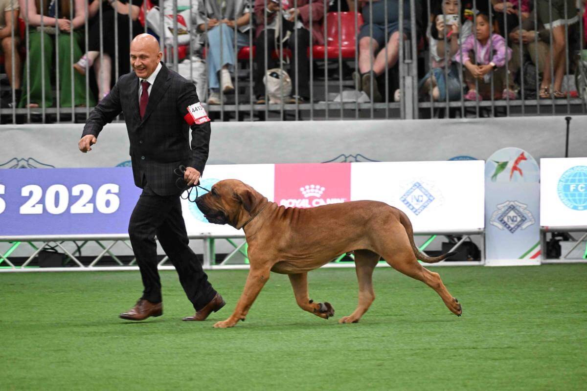 Fila Brasileiro Zafer Vigor (Romania) Owner: George Cosmin Lupsa