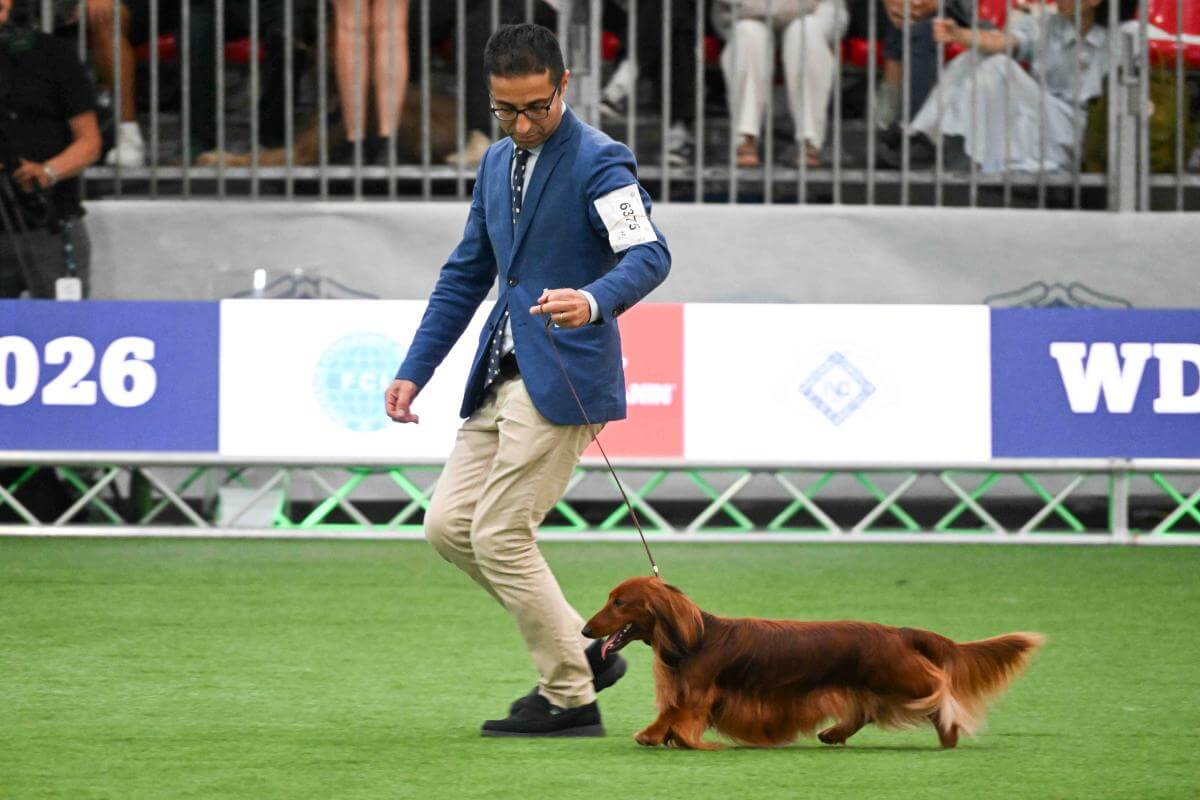 Dachshund, Standard Long-haired Harry Kane The Hurricane (Italy) Owner: Dario Corallo