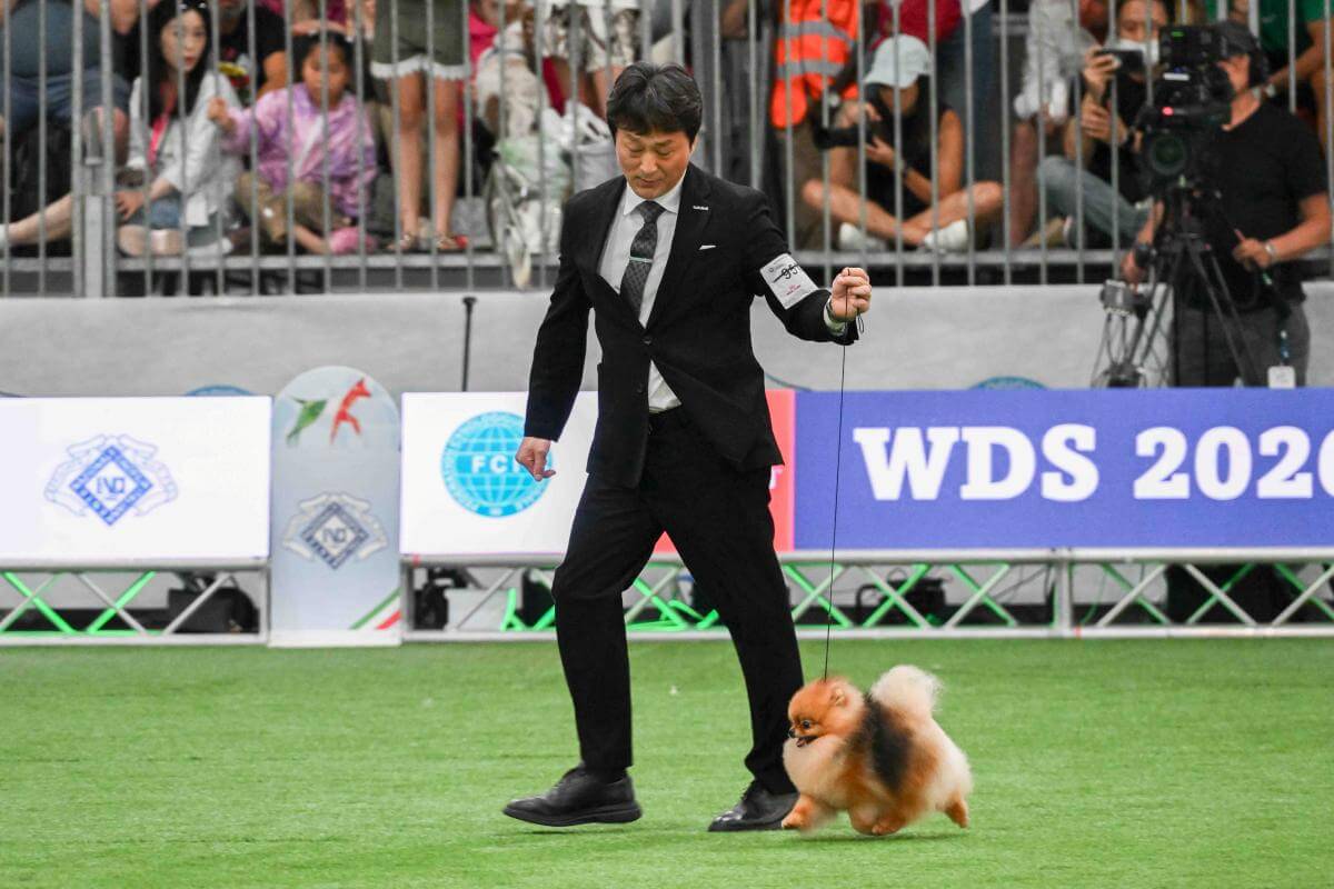 Pomeranian GCHG Artistry’s Aslan All That Is Good (USA) Owner: Marina Persic