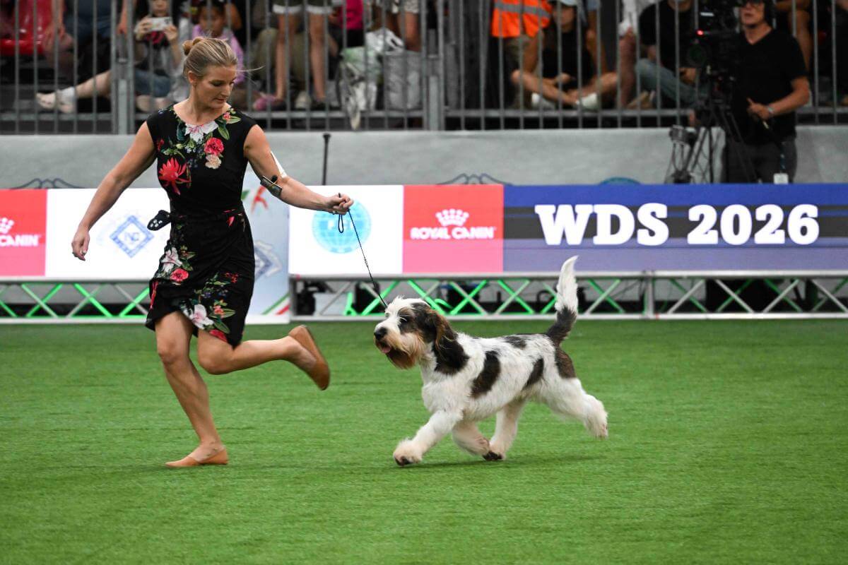 Grand Basset Griffon Vendéen CH Tumtums Baba Ghanoush (Netherlands) Owner: Anouk Huikeshoven