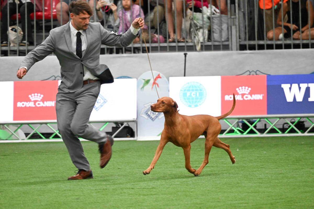 (Hungarian) Vizsla (Short-haired) Butterfly Hunter Casper (Hungary) Owner: Amadé Géza Chikán