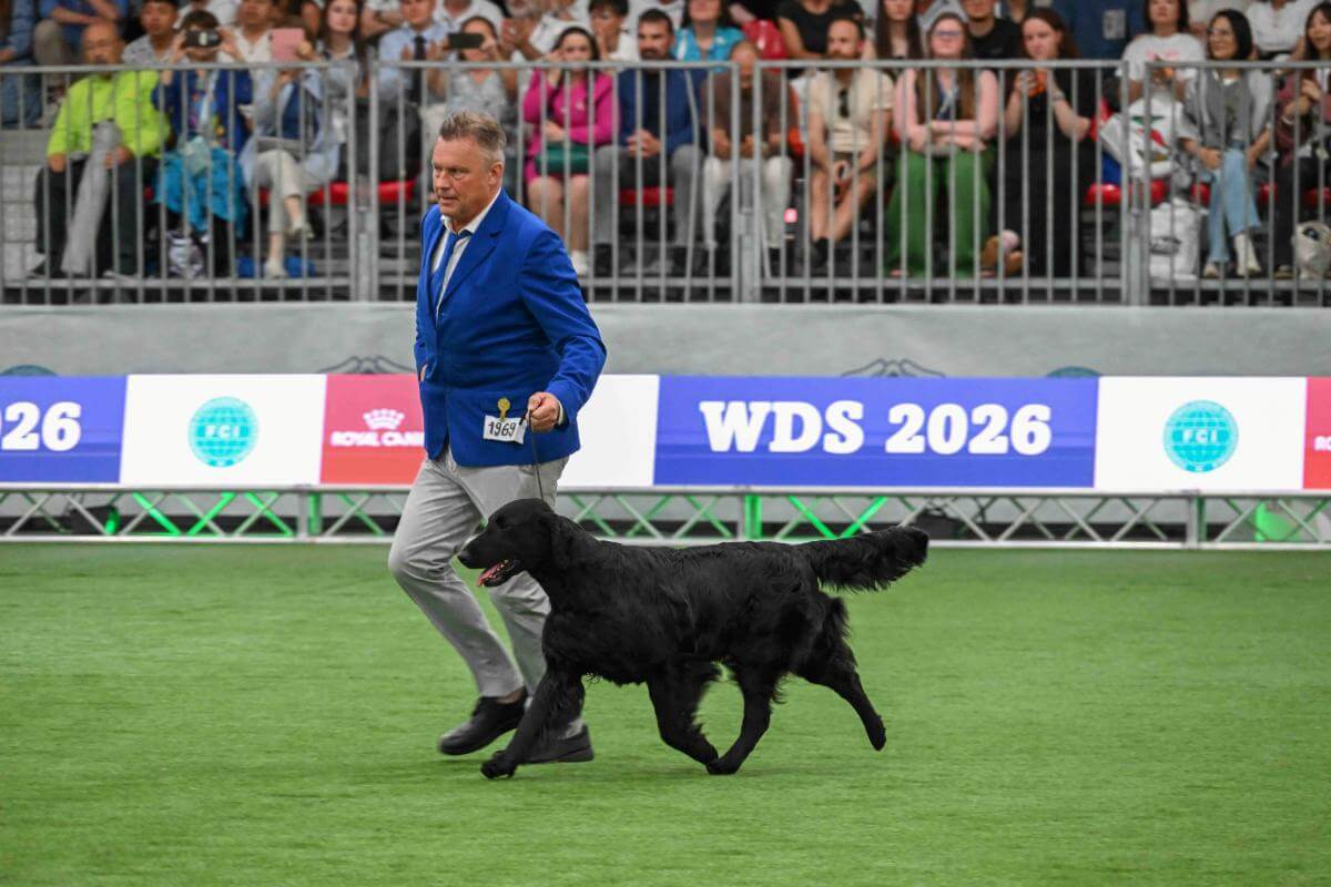Flat-Coated Retriever Caci’s Fifty Shades Of Music (Sweden) Owner: Jenny Andersson