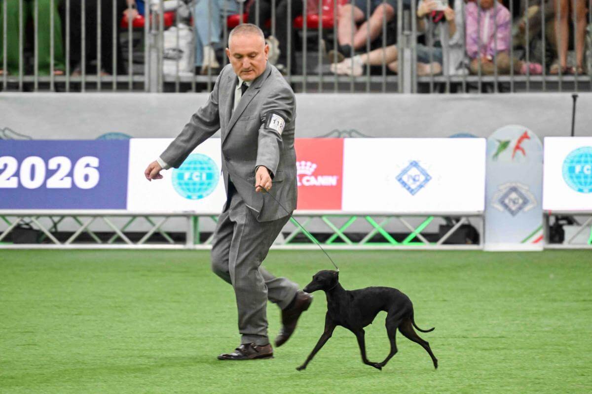 Italian Greyhound Tanuzza Dei Raggi Di Luna (Italy) Owner: Dei Raggi di Luna Kennel