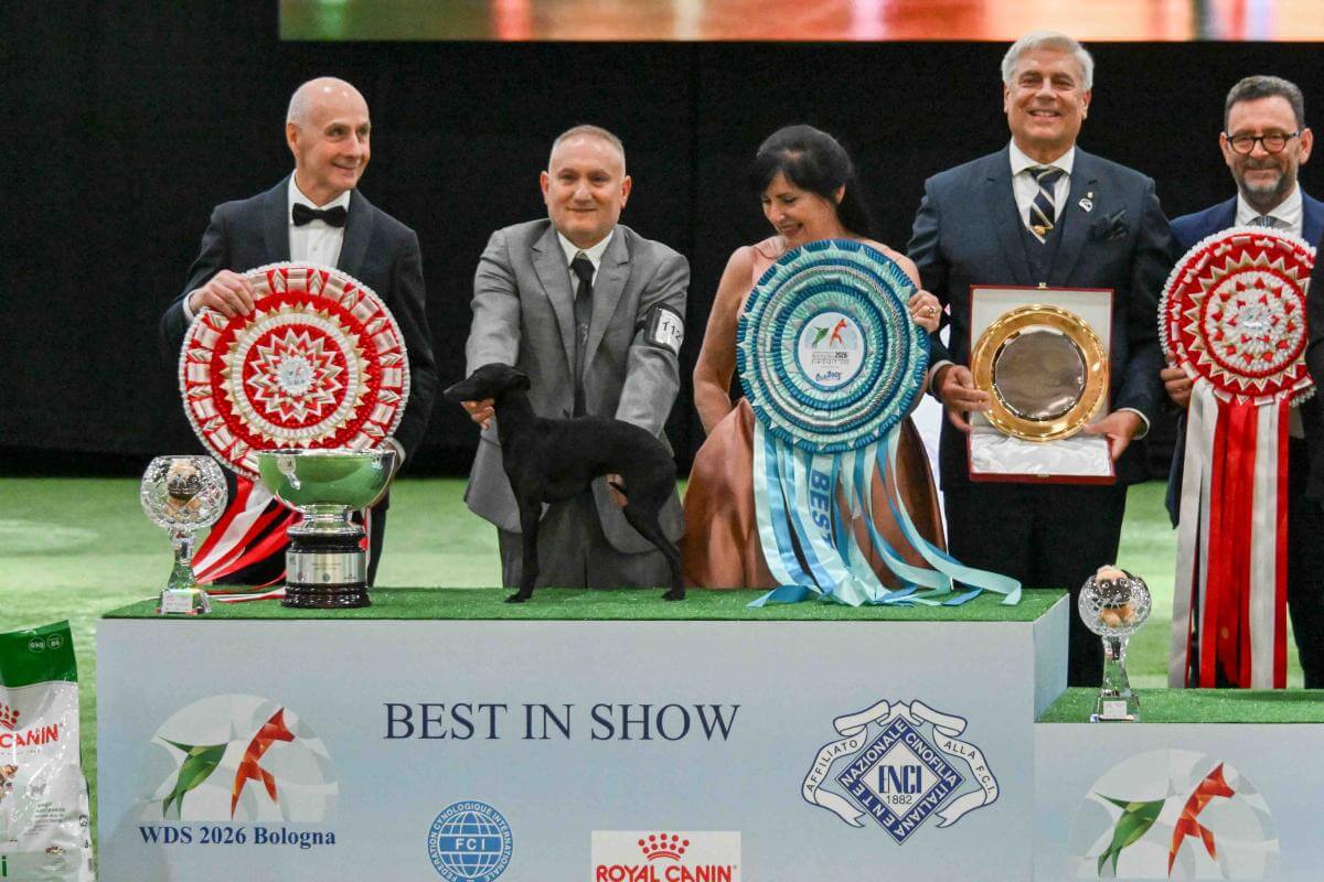 Best in Show - Italian Greyhound Tanuzza Dei Raggi Di Luna