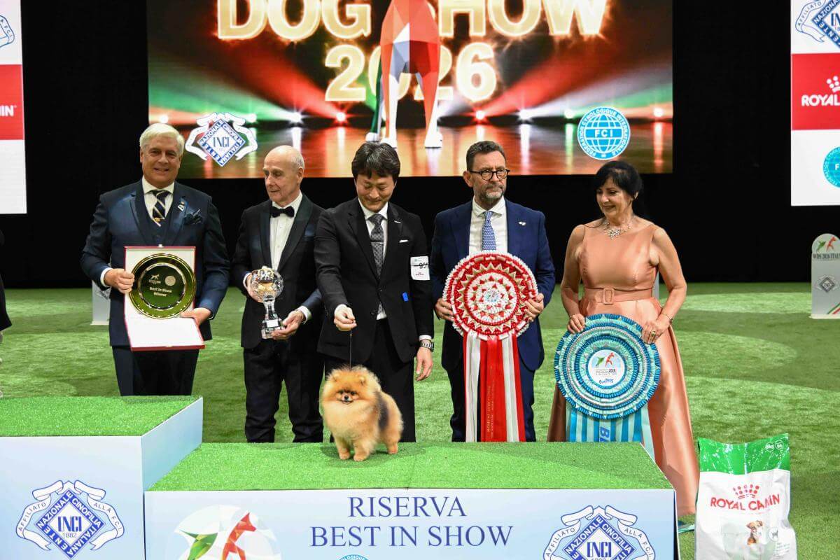 Reserve Best in Show - Pomeranian GCHG Artistry’s Aslan All That Is Good