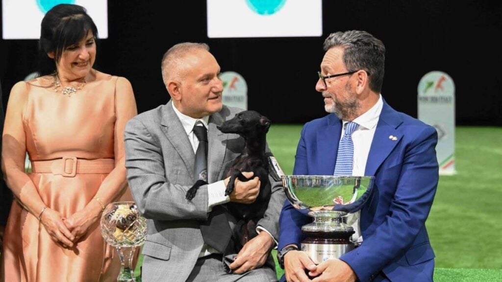 Best in Show - Italian Greyhound Tanuzza Dei Raggi Di Luna